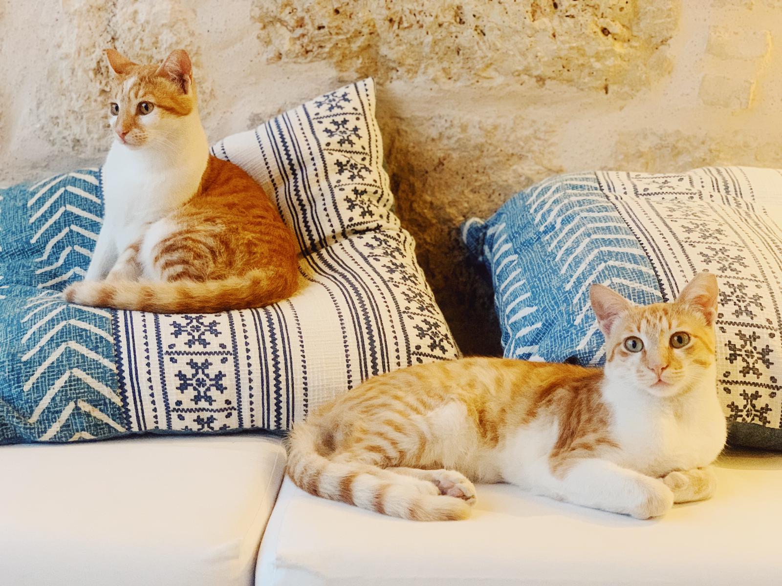 Cats Tzatziki and Saganaki relaxing at Patmosphere Luxury Escape adults-only villa
