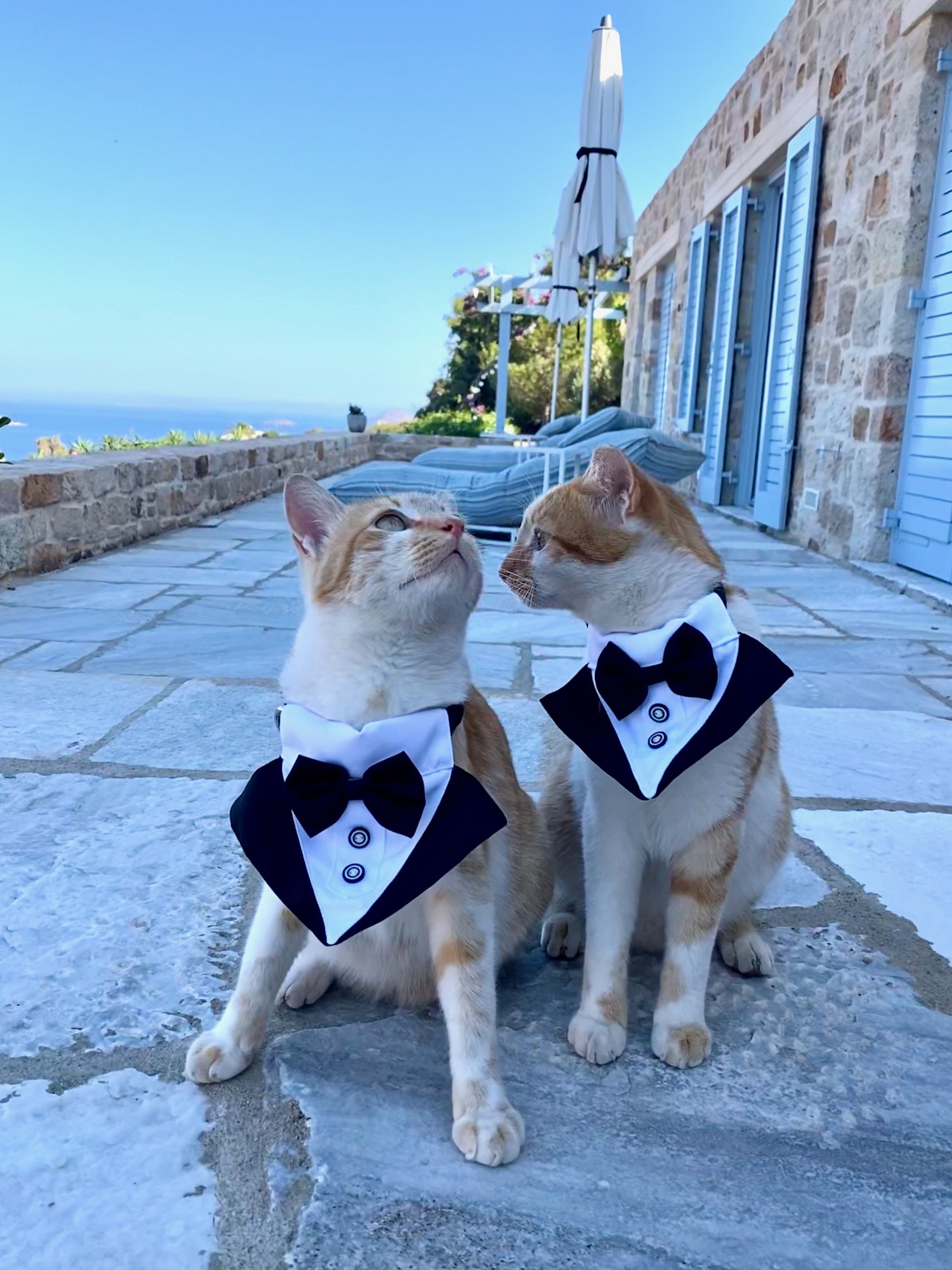 Cats Tzatziki and Saganaki dressed in tuxedos at Patmosphere adults-only villa